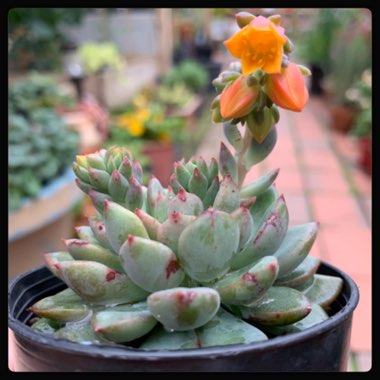 Echeveria Gusto