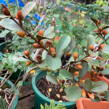 Michelia yunnanensis 'Scented Pearl' syn. Magnolia Laevifolia 'Scented Pearl'