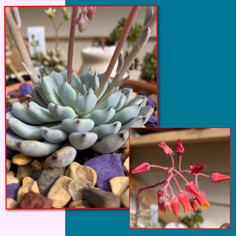 Plant image Echeveria cuspidata var. 'Zaragozae' White Form