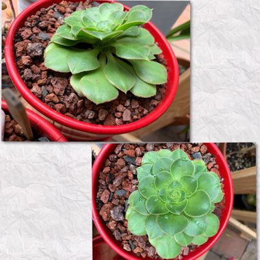 Aeonium Canariense var. Subplanum