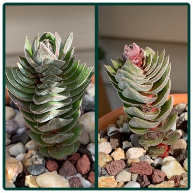 Crassula Kimnachi