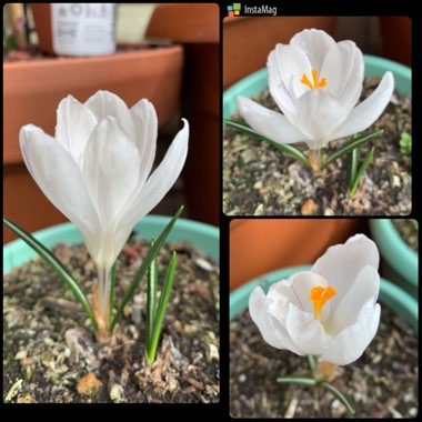 Crocus sieberi 'Bowles's White' syn. Crocus sieberi 'Albus'