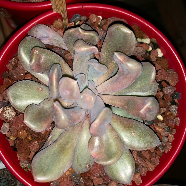 plant image 1173032