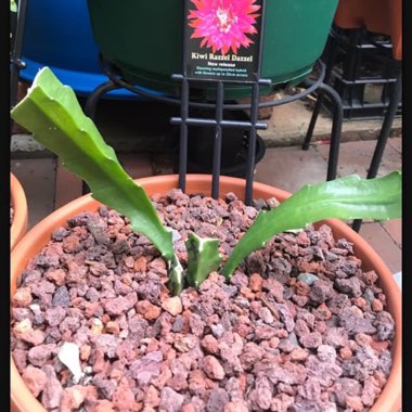 Epiphyllum Razzel Dazzel 