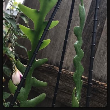 Epiphyllum Chrysocardium