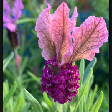 Lavandula stoechas 'Labz0006' (Javelin Forte Series) syn. Lavandula stoechas 'Javelin Forte Deep Rose'