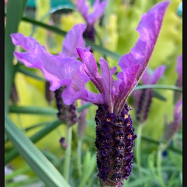 Lavandula 'Bouquet of Roses'