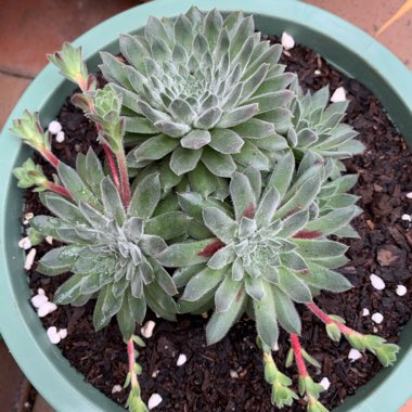 Sempervivum Pink Puff