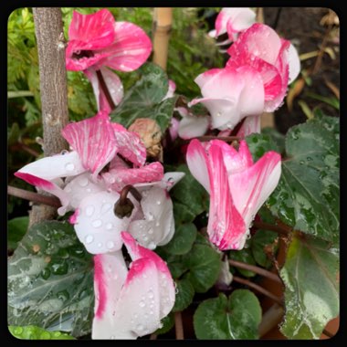 Cyclamen