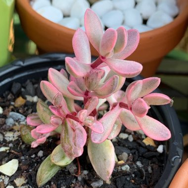 Crassula rogersii Variegated