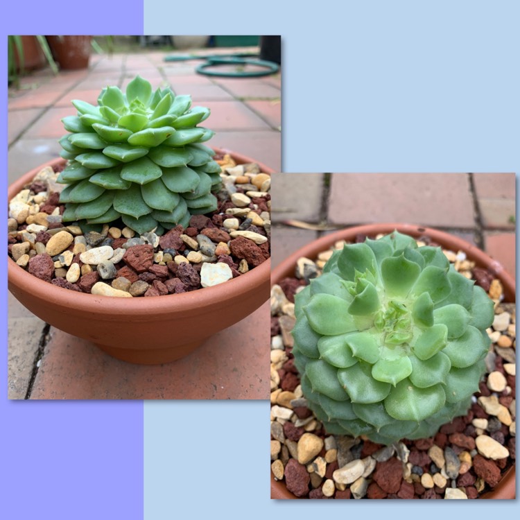 Plant image Echeveria Dondo