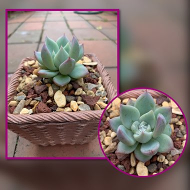 Echeveria Avocado Cream 