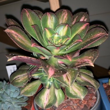 Aeonium Starburst