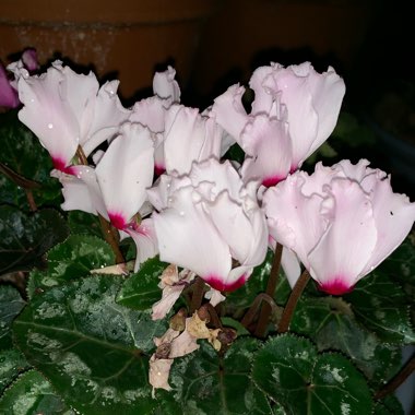 Cyclamen 'Fleur en Vogue Pink' (Fleur en Vogue Series)