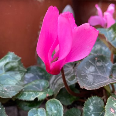 Cyclamen 'Super Serie Mammoth Dark Violet' (Super Mammoth Series)