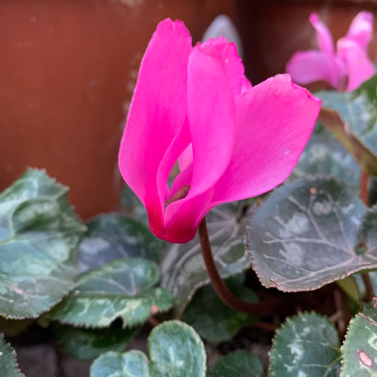 Cyclamen 'Super Serie Mammoth Dark Violet' (Super Mammoth Series ...