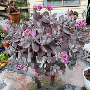 Kalanchoe Pumila