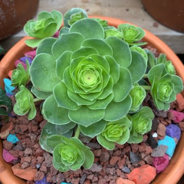 Aeonium Aureum