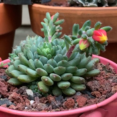 Echeveria Setosa var. Deminuta