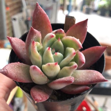 Echeveria Colorata fa. Brandtii