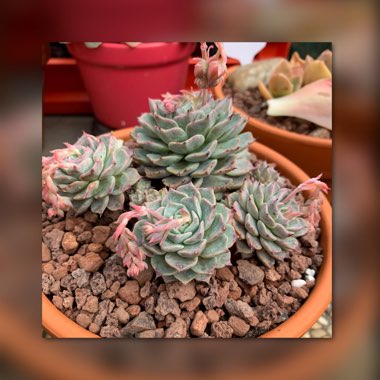 Echeveria Halbingeri