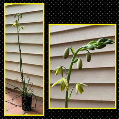 Albuca spiralis 'Frizzle Sizzle'