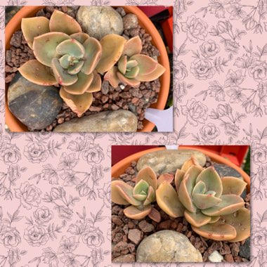 xGraptoveria David Cumming