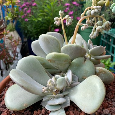 xGraptoveria Margaret Rose