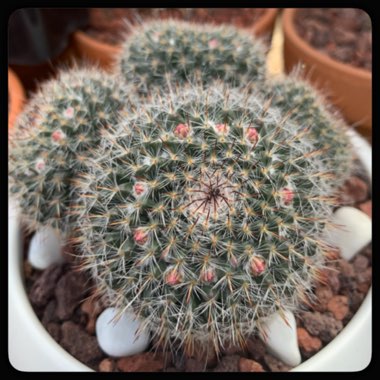 Mammillaria hahniana