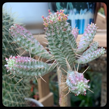 Euphorbia mammillaris 'Variegata'