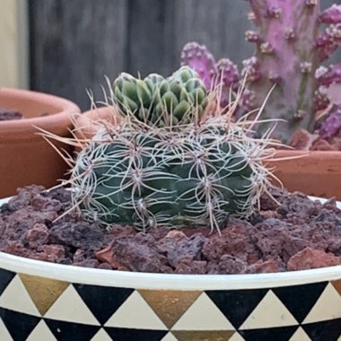 Gymnocalycium Bruchii