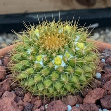 Mammillaria Marksiana