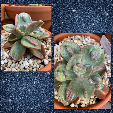 Echeveria Baron Bold