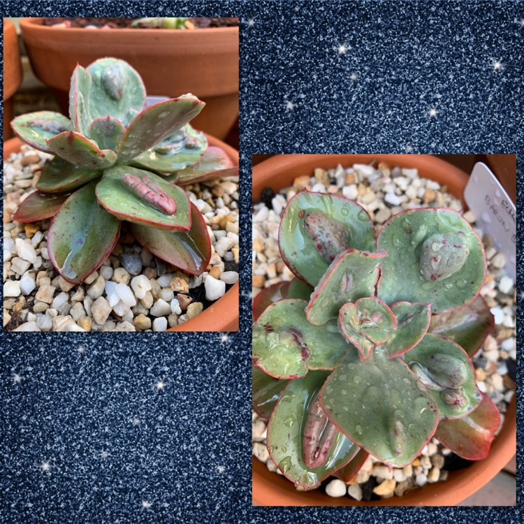 Plant image Echeveria Baron Bold