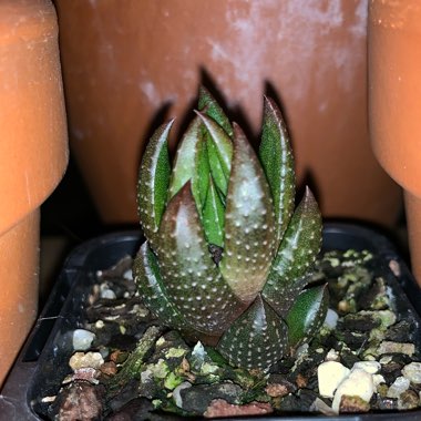 Haworthiopsis coarctata f. greenii syn. Haworthia coarctata f. greenii, Haworthia greenii