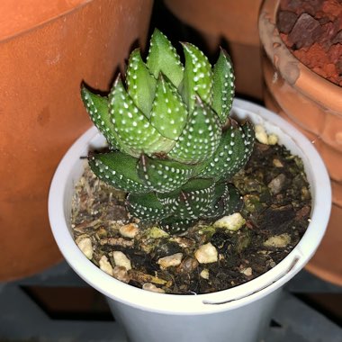 Haworthiopsis coarctata var. adelaidensis syn. Haworthia coarctata var. adelaidensis