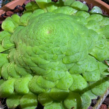 Aeonium Tabuliforme