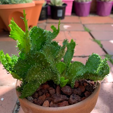 Euphorbia flanaganii 'Cristata'