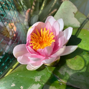 Nymphaea