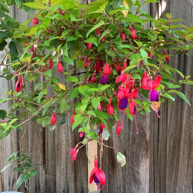 Fuchsia 'Canary Bird'