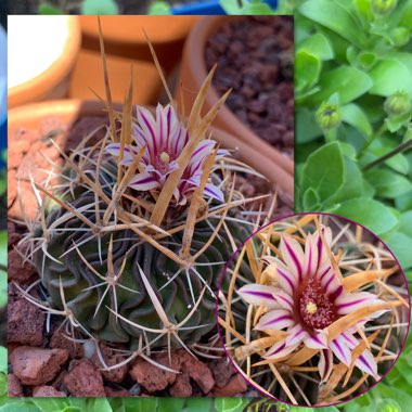 Stenocactus multicostatus syn. Echinofossulocactus multicostatus