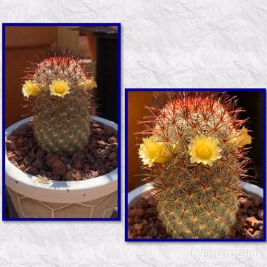 Mammillaria microhelia syn. Mammillaria droegeana, Mammillaria microheliopsis