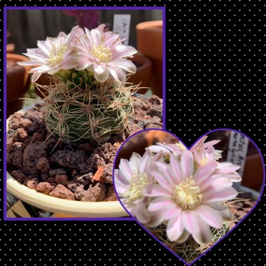 Gymnocalycium Bruchii