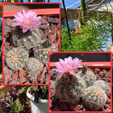 Echinocereus reichenbachii