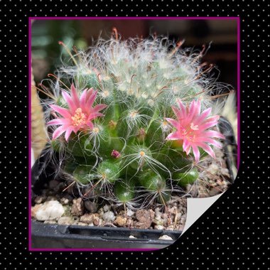 Mammillaria