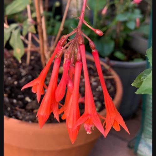 Plant image Fuchsia 'Coralle'