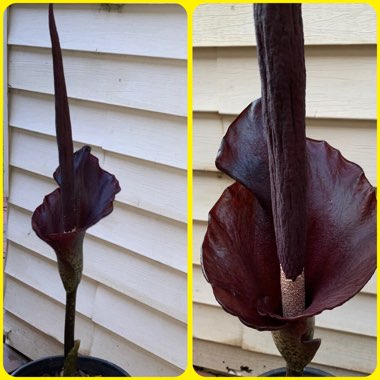 Amorphophallus konjac