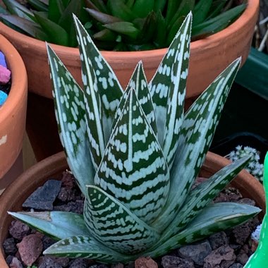 Aloe 'Partridge Breast'