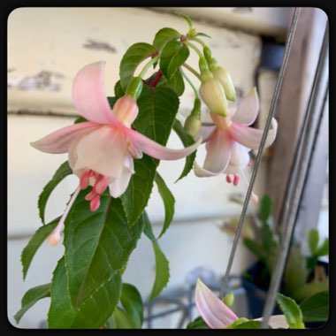 Fuchsia 'Annabel'