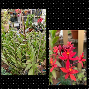 Epidendrum ibaguense 'Red'